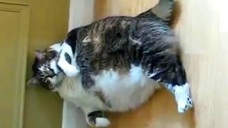 Кот-американец - смотреть видео (1:01)