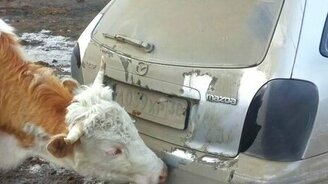 Коровы облизывают авто - смотреть видео (3:00)