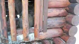 Филин мяукает - смотреть видео (0:50)