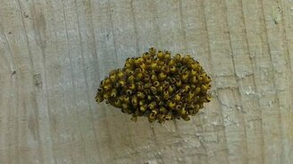 Потервожил гнездо паучат - смотреть видео (1:58)