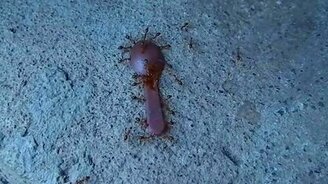 Муравьи крадут ложку - смотреть видео (1:05)