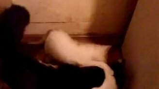 Котёнок мешает мамке есть - смотреть видео (1:24)