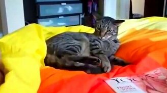 Кот атакует самого себя - смотреть видео (2:18)