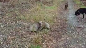 Уличная драка коал - смотреть видео (1:11)