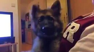 Овчарёнок реагирует на слова - смотреть видео (0:04)