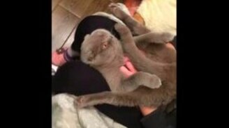 Кот-йог балдеет - смотреть видео (0:15)