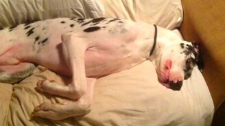 Хозяйка будит сонного дога - смотреть видео (2:57)