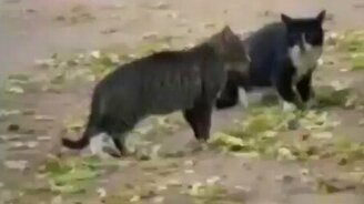 Пёс-миротворец - смотреть видео (0:35)