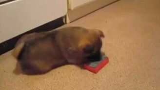 Щенок против поролоновой губки - смотреть видео (0:50)