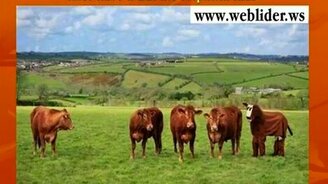 Если стало грустно и тоскливо... - смотреть видео (2:27)