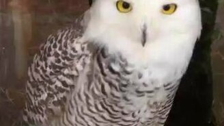 Полярная сова перед камерой - смотреть видео (0:08)