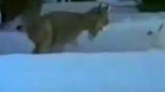 Неистовая погоня рыси за зайцем - смотреть видео (3:33)