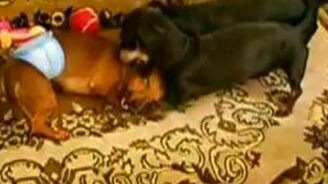 Двое чёрных против одного рыжего - смотреть видео (4:01)