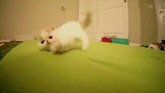 Смешной игривый котёнок - смотреть видео (0:57)