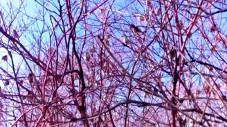 Радуйся весне и ты! - смотреть видео (0:15)