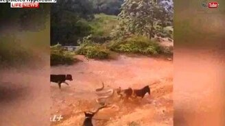 Схватка дикой кобры со стаей собак - смотреть видео (0:30)