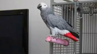 Попугай Джеймс Бонд - смотреть видео (1:03)