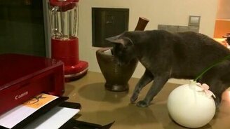 Кот дёргается из страха перед принтером - смотреть видео (0:57)