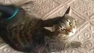 Кошка любит пылесос - смотреть видео (0:15)