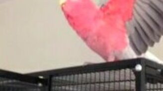 Эмоциональный розовый попугай - смотреть видео (0:27)