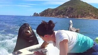 Девушка кормит тюленя - смотреть видео (3:23)