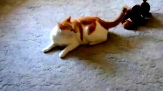 Щенок играет с котом - смотреть видео (2:53)