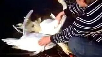 Спасение лебединой пары - смотреть видео (6:35)