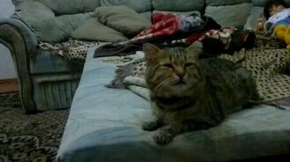 Котяра-аллергик - смотреть видео (2:02)