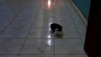 Котёнок-собачонок - смотреть видео (1:16)