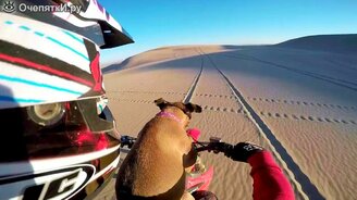 На мотоцикле с собакой - смотреть видео (1:11)