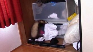 Хорёк наводит порядок в хозяйском белье - смотреть видео (1:34)