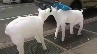 Воздушные белые медведи - смотреть видео (2:37)