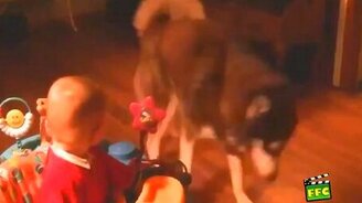 Дружба детей и собак - смотреть видео (5:21)