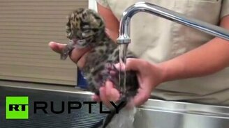 Детёныш дымчатого леопарда - смотреть видео (0:50)