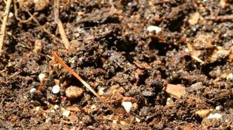 Самозакапывающееся семя - смотреть видео (1:21)