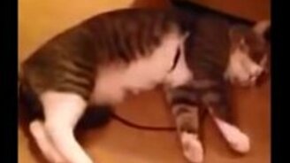 Кот знает, как надо хитрить - смотреть видео (3:34)