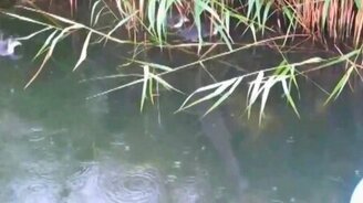 Щука поглотила утёнка - смотреть видео (0:42)