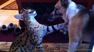 Сервал играет с собакой - смотреть видео (1:31)