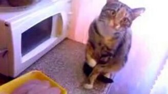 Котяра-дегустатор - смотреть видео (1:33)