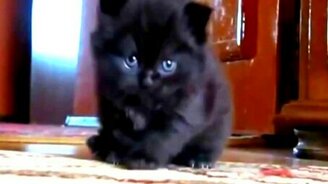 Чёрное голубоглазое чудо - смотреть видео (1:04)