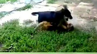 Вечная борьба собак и кошек - смотреть видео (4:53)