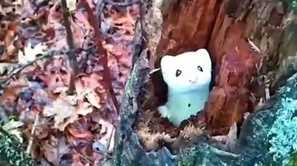 Любознательная ласка - смотреть видео (0:45)