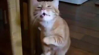 Вот это котяра чихнул! - смотреть видео (0:09)