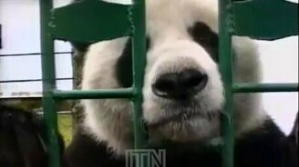 Панда с хваткой медведя - смотреть видео (0:48)