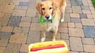 Собака со сбитым прицелом - смотреть видео (1:48)