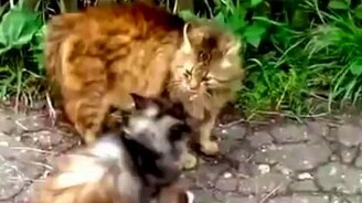 Самый брутальный кот в районе - смотреть видео (2:35)