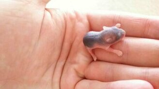 Новорожденный хомячок - смотреть видео (0:33)