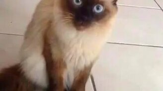 Чё с тобой, а? - смотреть видео (0:13)