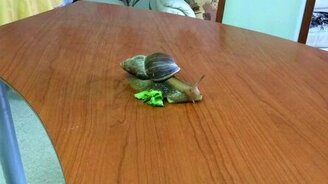 Домашняя улиточка - смотреть видео (0:30)