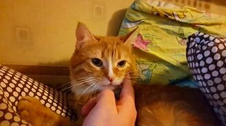 Кнопка зевания кота - смотреть видео (0:14)